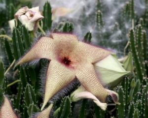 大豹皮花 大豹皮花