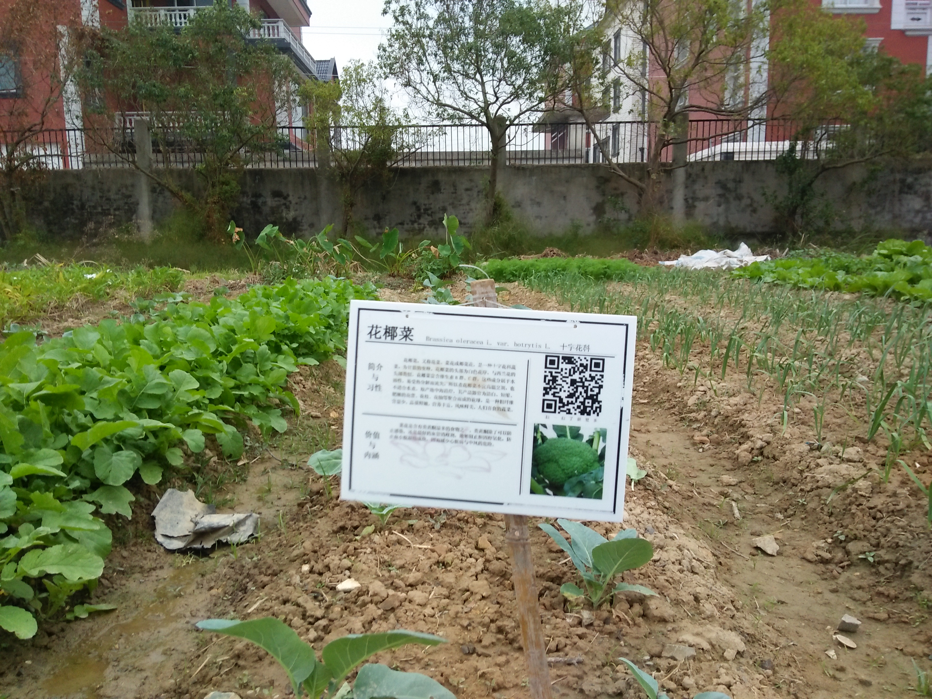 IMG20161115155349.jpg